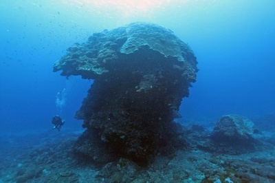 高さ10メートルの巨大サンゴ「大シイタケ」、台風で倒れる 台湾