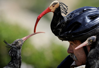 「鳥付きの帽子」で絶滅危ぐ種のトキと対話？ 野鳥保護地区の飼育係、奮闘中