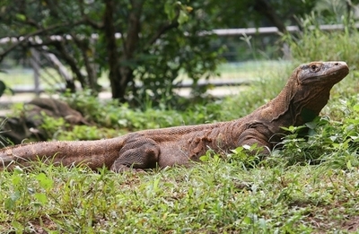 「コモドドラゴンを撃退」ダイビング中に遭難の女性 インドネシア