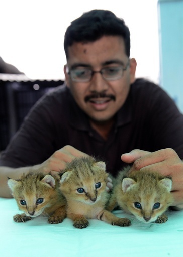 手のひらサイズ？保護された3匹のジャングルキャットの赤ちゃん、インド