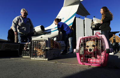 空飛ぶチワワたち、第2の人生は幸せに！