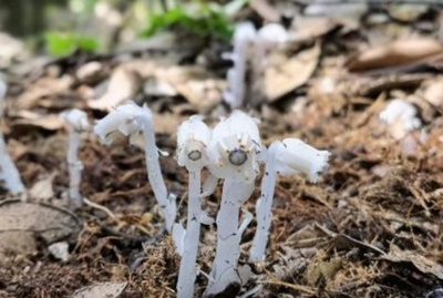 中国・雲南省  絶滅危惧種のギンリョウソウモドキを発見