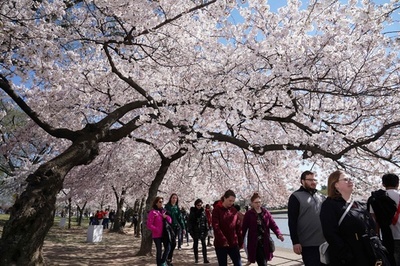 米首都ワシントンで桜が見頃に、人々を魅了