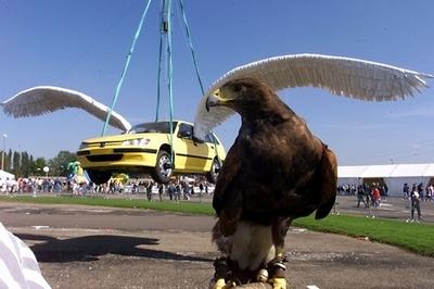 オジギソウ観察で「夢のマシン」開発可能か？ 米研究