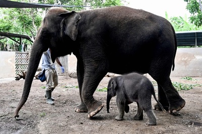 スマトラゾウの赤ちゃん、すくすく成長中 インドネシア・バリ