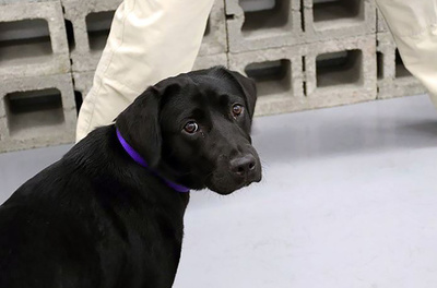 CIAで訓練中の爆発物探知犬候補、仕事に興味示さずクビに