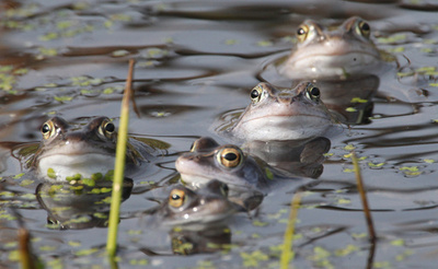 カエルツボカビは朝鮮半島原産、両生類の国際取引禁止を呼び掛け 研究
