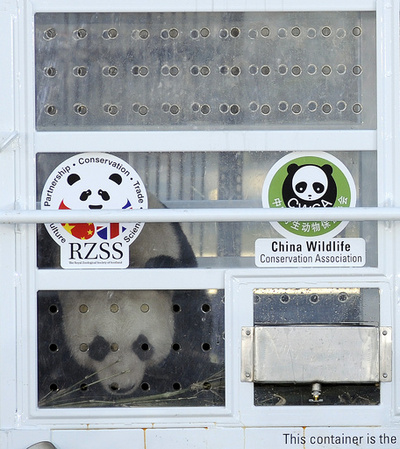 エディンバラ動物園のパンダに人工授精