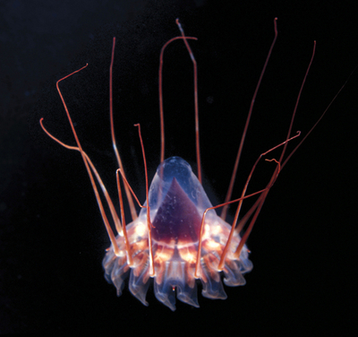 グレートバリアリーフの深海は別世界、「古代魚」も発見