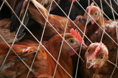 鳥インフルエンザ、米国で新たに4人の感染確認