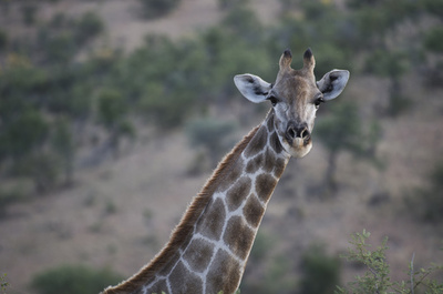 ナミビア、野生動物1000頭を競売へ 草地保護と資金調達目指す