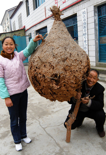 こんなに大きくなりました、中国の巨大ハチの巣