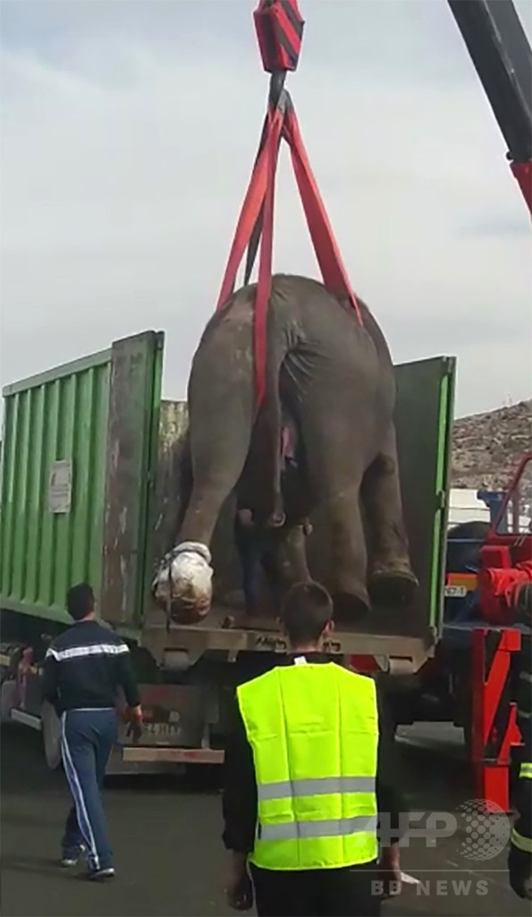 ゾウ輸送中のトラックが横転、1頭死ぬ スペイン中部