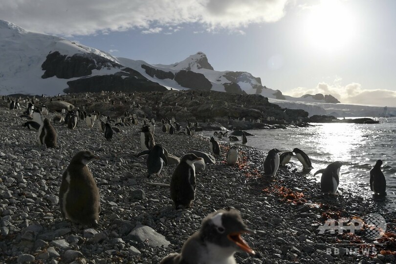 ペンギンやアザラシのふん 南極の生命繁栄の支えに 研究 写真1枚 国際ニュース Afpbb News