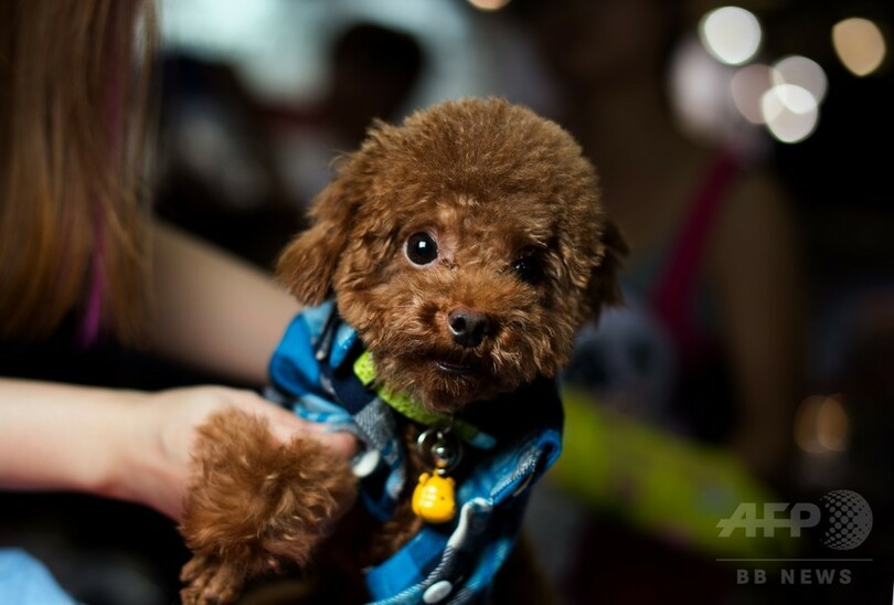 第17回「ペットフェア・アジア」、上海で開催中