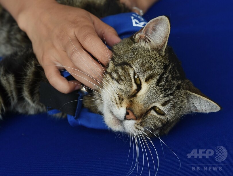 米動物愛護団体、子どもを犬から救った猫に「ヒーロー犬賞」