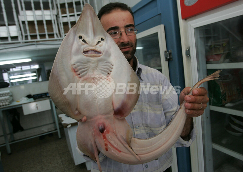 人間の顔をもつ魚 イボガンギエイ パレスチナ自治区 写真1枚 国際ニュース Afpbb News