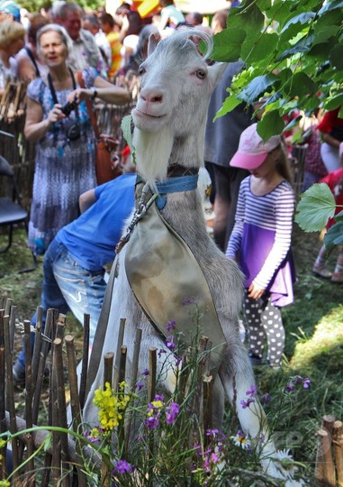 リトアニアで 美ヤギ コンテスト 写真17枚 国際ニュース Afpbb News