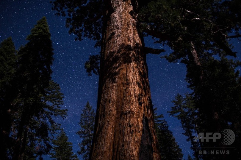 樹齢3000年も ヨセミテ国立公園のジャイアント セコイア 米カリフォルニア 写真15枚 国際ニュース Afpbb News