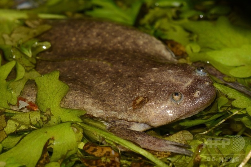 アフリカツメガエル、新たに6種発見 研究 アフリカツメガエル、新たに6種発見 研究