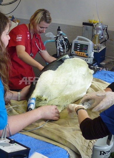 迷子のコウテイペンギン、故郷へ泳いで帰ることに NZ 迷子のコウテイペンギン、故郷へ泳いで帰ることに NZ