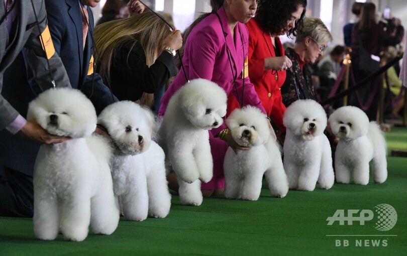 米伝統のドッグショー開幕 審査に臨む犬も人も真剣 写真32枚 国際ニュース Afpbb News