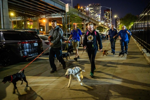 まるで X Men 特性生かし 夜のnyでネズミを狩る犬たち 写真12枚 国際ニュース Afpbb News