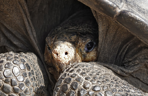 【翌日発送可能】 1世紀前に絶滅したはずのガラパゴスゾウガメ、生存を確認 写真5 特撮