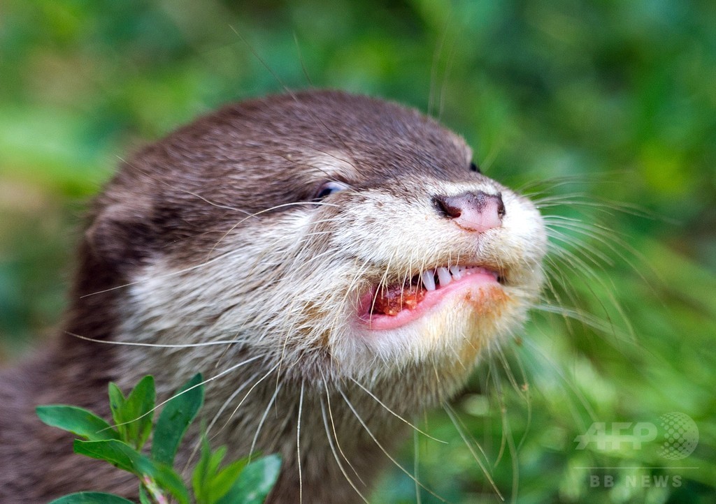 かわいい顔が 肉団子頬張るカワウソの子ども 独動物園 写真2枚 国際ニュース Afpbb News