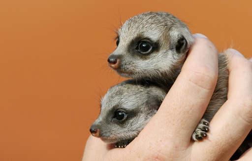 片手におさまる愛らしさ、ミーアキャットの赤ちゃん2匹 オーストラリア