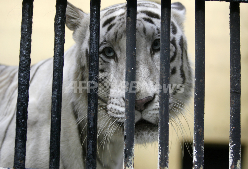 ホワイトタイガーに襲われ、男性飼育員が死亡 ニュージーランド ホワイトタイガーに襲われ、男性飼育員が死亡 ニュージーランド