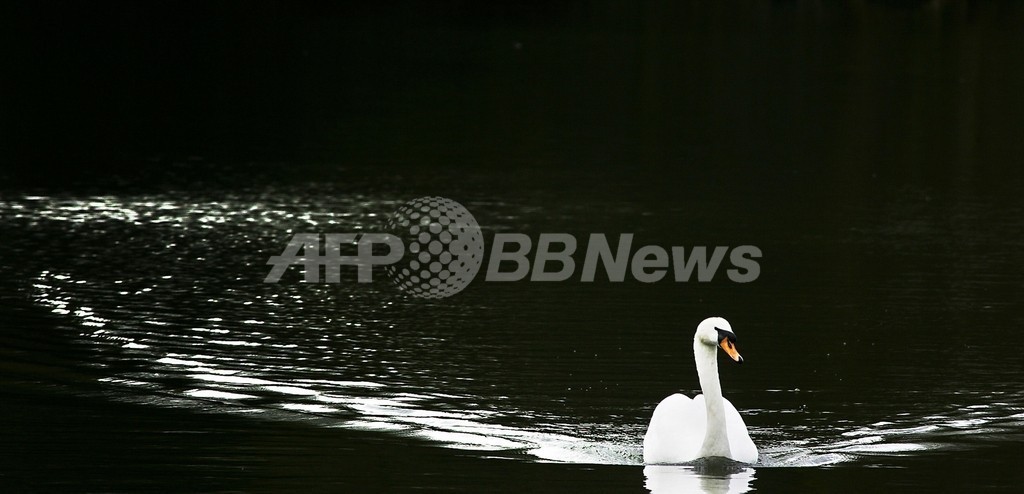 十和田湖のハクチョウ、鳥インフルに感染 十和田湖のハクチョウ、鳥インフルに感染