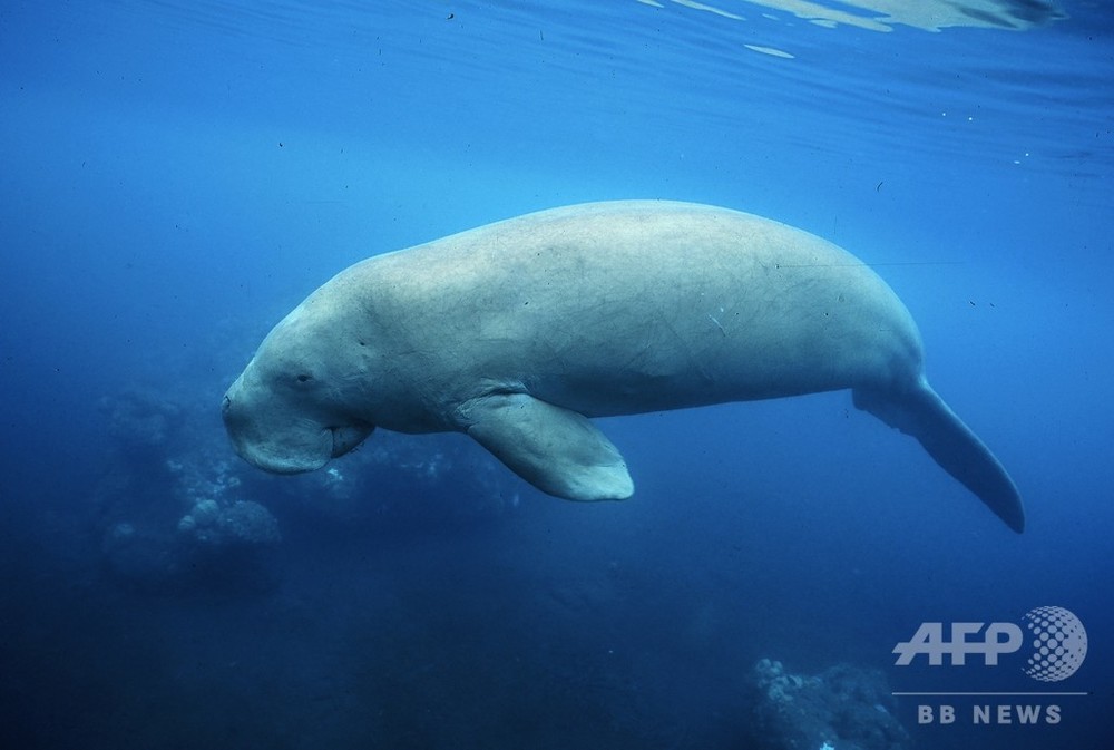 写真特集 希少動物ジュゴン 個体数減の絶滅危惧種 写真10枚 国際ニュース Afpbb News