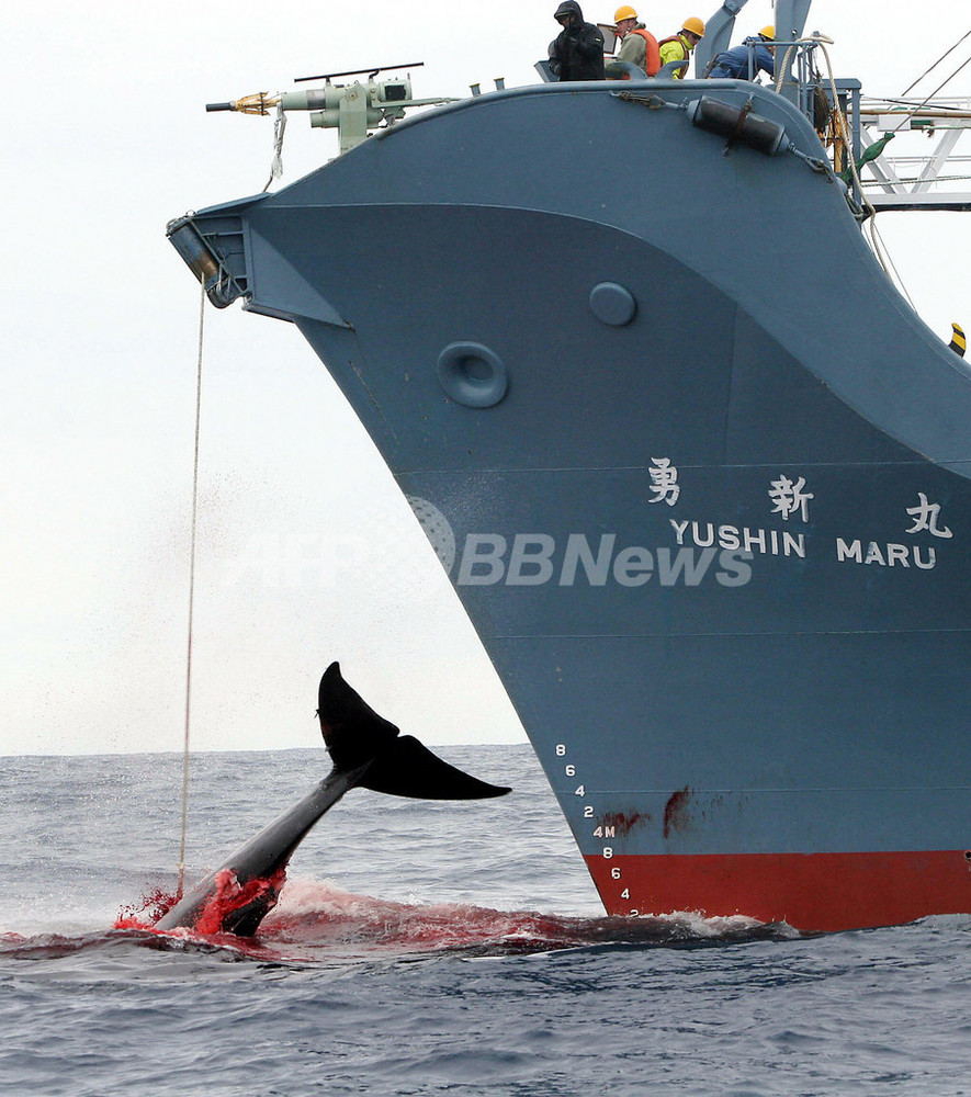 不明の捕鯨船員 環境保護団体が捜索妨害 団体は否定 写真1枚 国際ニュース Afpbb News