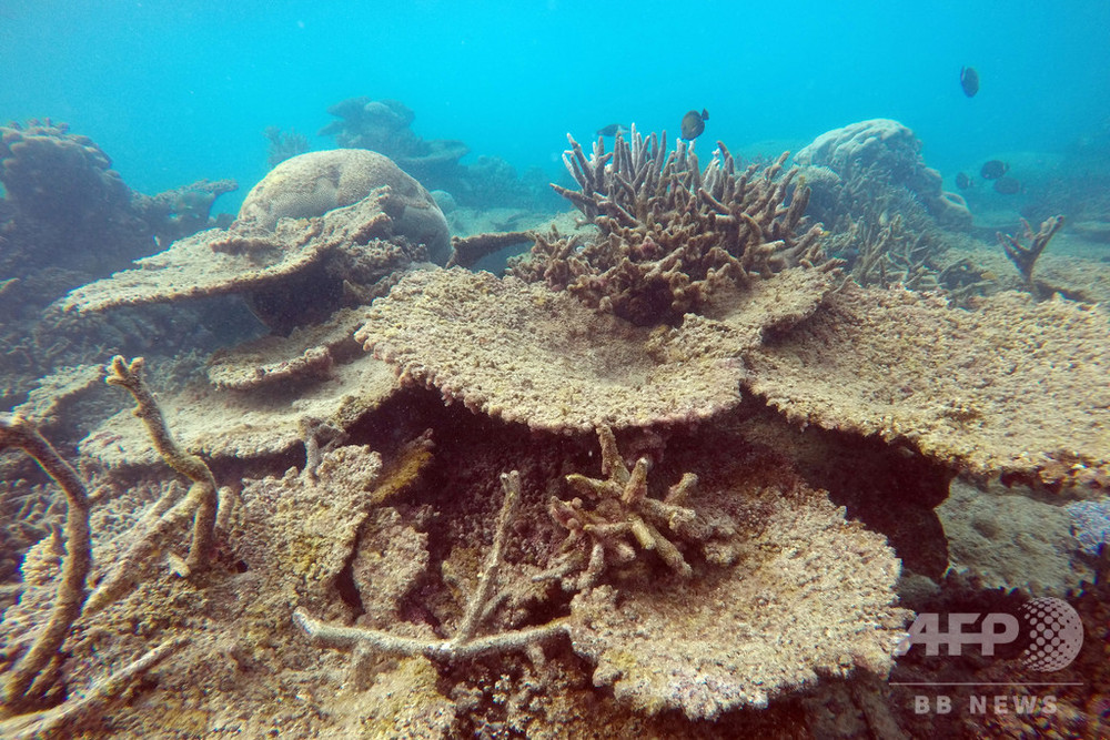 白化を逃れたサンゴ礁は翌年 抵抗力が強まる グレートバリアリーフ研究 写真2枚 国際ニュース Afpbb News