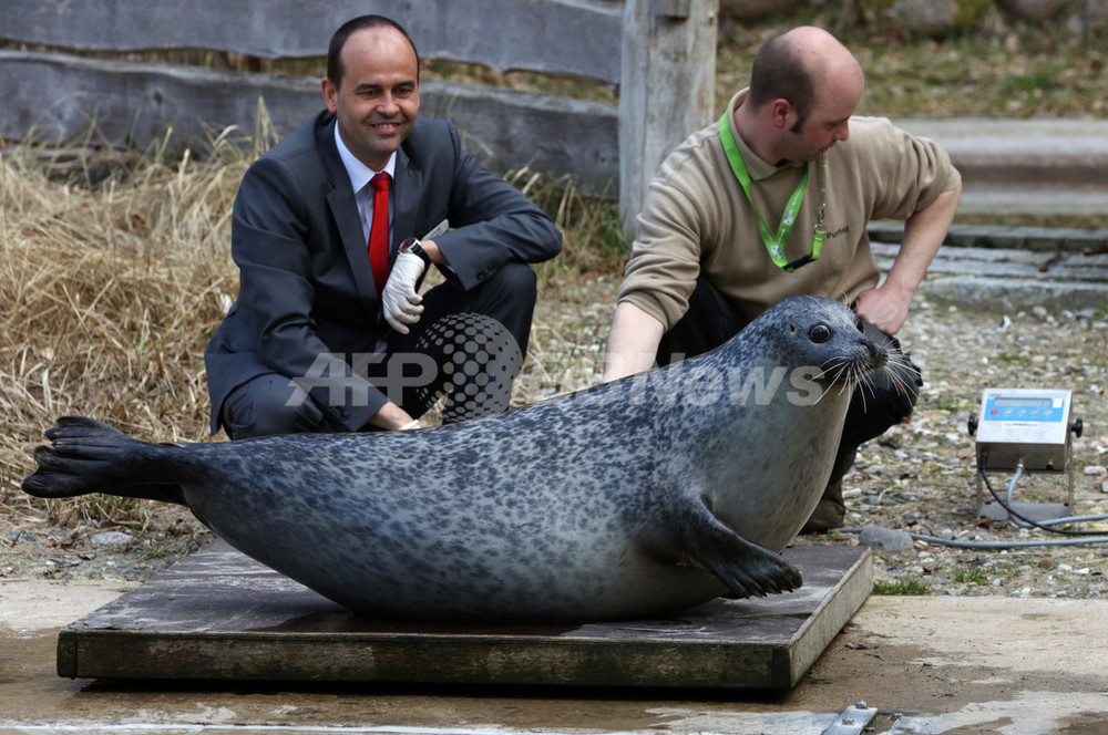 お行儀良く体重測定、独動物園のアザラシ 写真1枚 国際ニュース：AFPBB