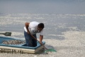 メキシコ西部ハリスコ（Jalisco）州のラグーン（潟湖）、カヒティトラン（Cajititlan）湖で、大量死した魚の死骸を回収する漁業関係者（2014年9月1日撮影）。(c)AFP/Hector Guerrero