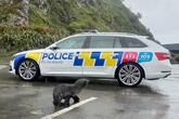 「お騒がせシーズン」到来、道路横断中の子アザラシを警察が救出 NZ