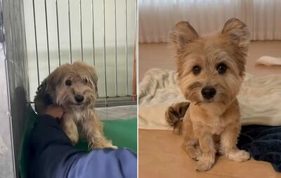 殺処分寸前だった保護犬、動画で人気沸騰…韓国・SNS再生1000万回超え