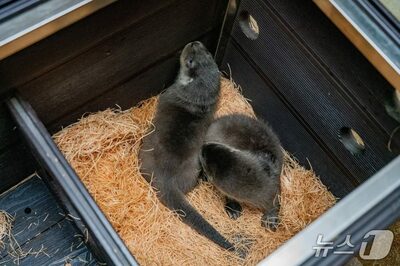 絶滅危惧のユーラシアカワウソ、ソウルで双子誕生！市民から名前募集中