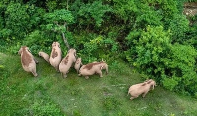 1年に9頭誕生 雲南省の野生アジアゾウが「ベビーブーム」