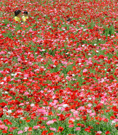 250万本のポピーが満開、昭和記念公園