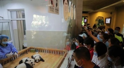 双子の赤ちゃんパンダと名付け親の医療チームが初対面