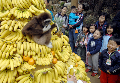 エバーランドにサルのテーマパークがオープン - 韓国