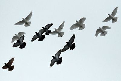 米のハトが1.4万キロの旅 豪州で発見も殺処分の危機に