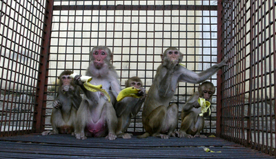 インド南部の自治体、住民の苦情受けサル350匹を捕獲