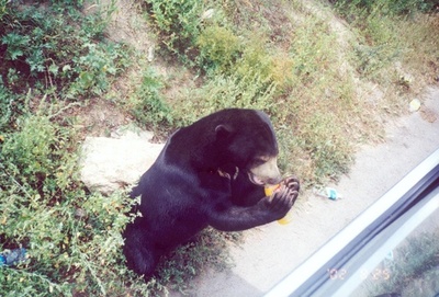 北京・八達嶺動物世界で観光客がクマに襲われる　同様の事故相次ぐ