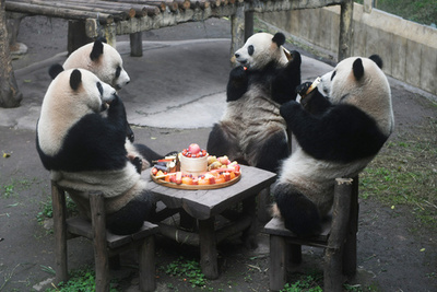 パンダ研究センター、北京基地の建設開始 2025年オープン