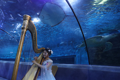 水族館で年越し演奏会　中国・南京 