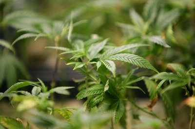 医療用大麻販売店の元経営者に有罪判決、カリフォルニア州